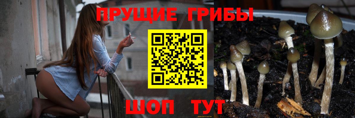 Мценск  Псилоцибиновые грибы MAGIC MUSHROOMS  Псилоцибиновые грибы MAGIC MUSHROOMS  Вход с VPN 